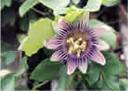 Passionflower, Maypo, Passiflora incarnata, herb